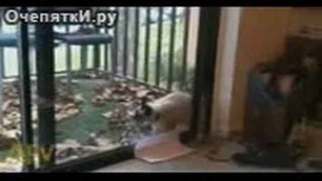 Самый необычный проход домой смотреть онлайн