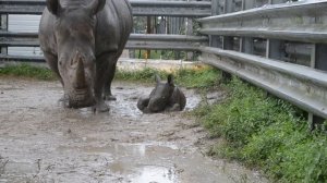 Baby Rhino Wallow 101- Lion Country Safari