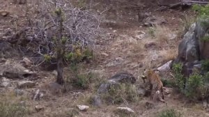 Brave monkey family rescuing baby monkeys from giant python attack ─ monkey vs python