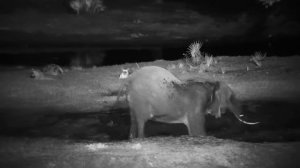 Львы наблюдают за слоном-тот принимает грязево-водные ванны#африканская