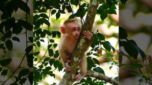 Sad video when Libby hurting Leo so much but big brave Leo run so fast to climb the tree  to escape