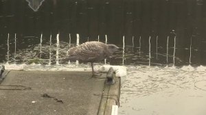 Young Glaucous-winged Gull. Молодая серокрылая чайка (930sp)