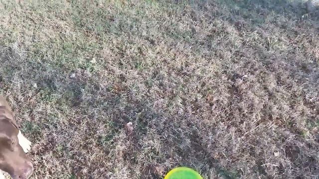 Type 2 Vlog Tuesday 4/11/17 смотреть онлайн