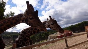 Visitamos el Safari Aitana en Alicante y ¡le damos de comer a una jirafa!