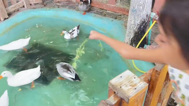 Abonee Moumi in Emirate Park Zoo Abu Dhabi most attractive place to visit in Abu Dhabi смотреть онлайн