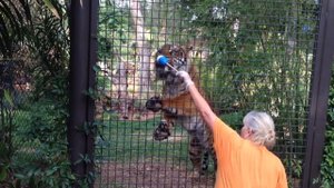 Tiger Trail at San Diego Zoo Safari Park