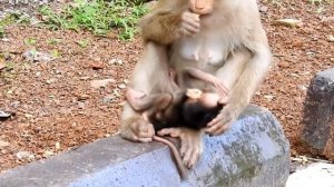 Baby monkey Rex is very pretty brave, Rex learn walking so cute & handsome