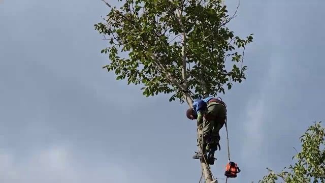 Валка деревьев ДНР +79495214510