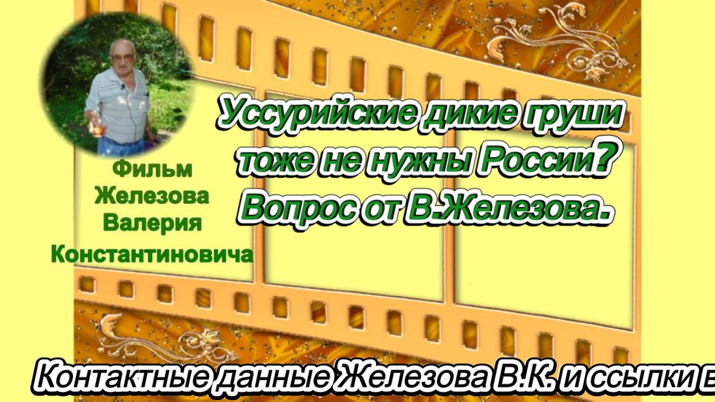 Уссурийские дикие груши тоже не нужны России? Вопрос от В.Железова.