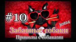 Забавные собаки / Приколы с собаками #10