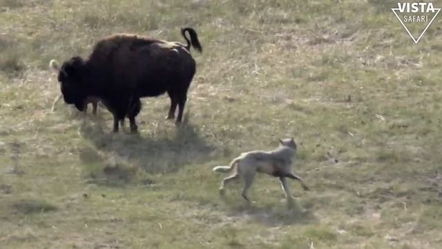 How Farmers Deal With Million Millions Of Invasive Species And Rabbit