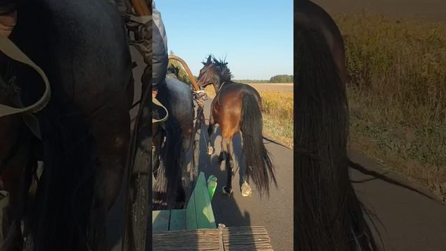 Катаемся на лошади