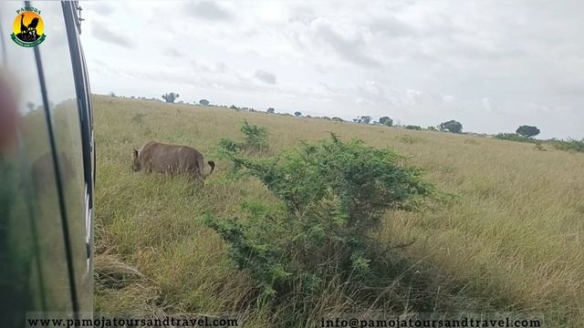 Experiential lion tracking safari- Uganda Safari- Game drives смотреть онлайн
