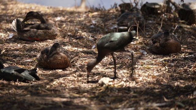 San Diego Safari Park смотреть онлайн