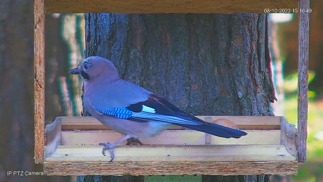 BEST OF ALLЛУЧШЕ ВСЕХ