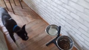что делать если собака не ест еду и не ценит ее, рассказала и решила проблему!