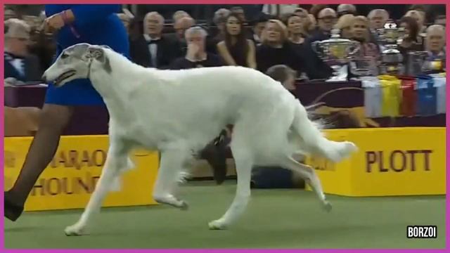 10 Shortest Living Dog Breeds In The World