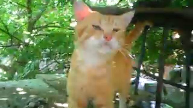 Солнечный Кот