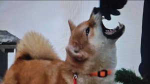 Догтренинг 692. Кусачий сиба, лающий шпиц, подбирающий корги и невнимательный пудель.