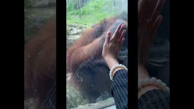 Cebu safari adventure park (zoo) cebu
