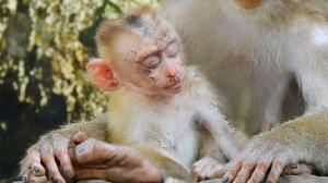 So Brave Baby Leo Climb Up On The Top Tree Without Mom Libby | Tree Monkeys EP 182