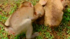 So brave baby monkey Rojo b.iting his friend extremely