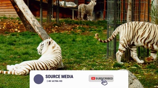 BIG CATS 4K Ultra HD|Tiger | Lion | Cheetah | Jaguar | Lynx | Wildlife With Relaxing Music