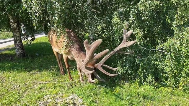 230 Экскурсия Мараловая ферма+БиоЛит 1080