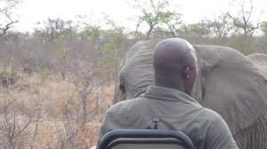 Life Mhlaba, Tracker Singita Sabi Sand gets up close with a curious Elephant