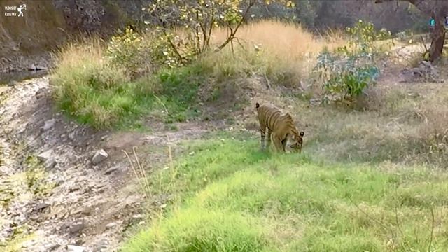 Ranthambore National Park - Zone 2 | 4th Tiger Safari by Gypsy | Last Jungle Safari | Episode 8 смотреть онлайн