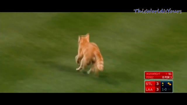 Смелые коты на спортивных стадионах мира/Brave Cats In The Sports Arenas Of The World