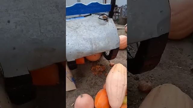 Начинаем облагораживать сани для лошади
