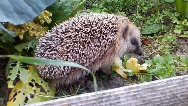 Ручной ёжик ест и чавкает смотреть онлайн