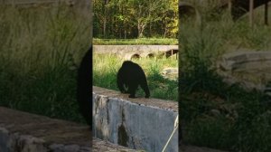 ormanjhi zoo vlogs jharkhand Ranchi #savetheanimals #viral #animals #love #motivation