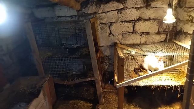 Как спасти крольчат от агрессивной крольчихи смотреть онлайн