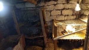 Как спасти крольчат от агрессивной крольчихи