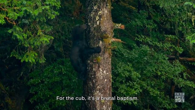 ‘Eden’ Sneak Peek: Fortune Favors the Brave Bears! 🐻 Saturdays at 8PM | BBC America & AMC смотреть онлайн