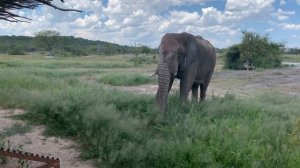 Elephant comes to greet us at our lodge outside Etosha NP. Namibia