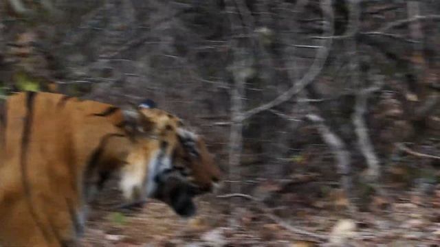 Terrifying Walk with Tiger | Chota Matka | Tadoba-Andhari Tiger Reserve смотреть онлайн