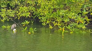 Monkeys Eat Bananas in Thailand. Обезьяны едят бананы в Таиланде. #thailand #monkey #bananas