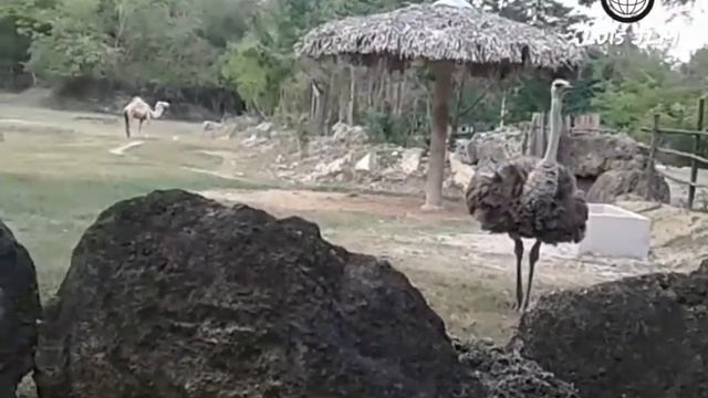 Safari con la Familia. смотреть онлайн