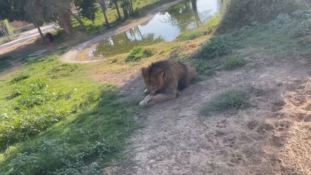 Dubai Safari Park Adventure. Dubai zoo