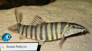 26-10-2024 Поступила очередная партия новых, редких и интересных аквариумных рыбок. #аквариу