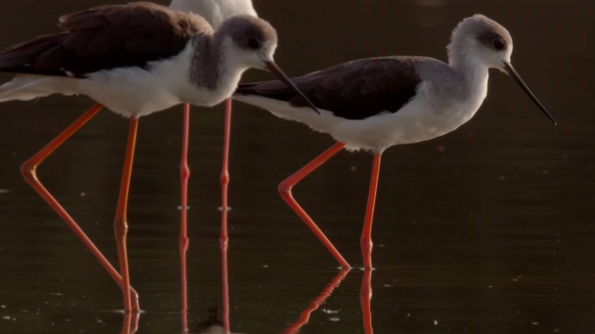 Ходулочник, скопа, крачка-птицы пустыни. смотреть онлайн
