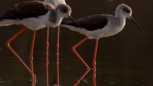 Ходулочник, скопа, крачка-птицы пустыни.