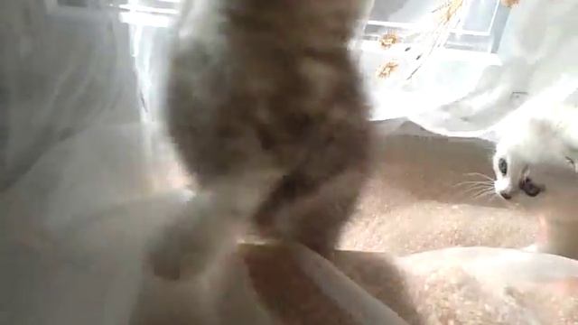 20170322 солнечные ванные Антонио и Анджела смотреть онлайн