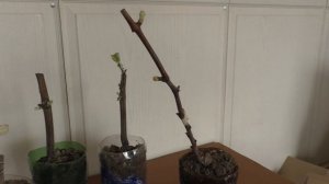 Раскрываются почки на саженцах раньше срока. Что делать. Что выламывать