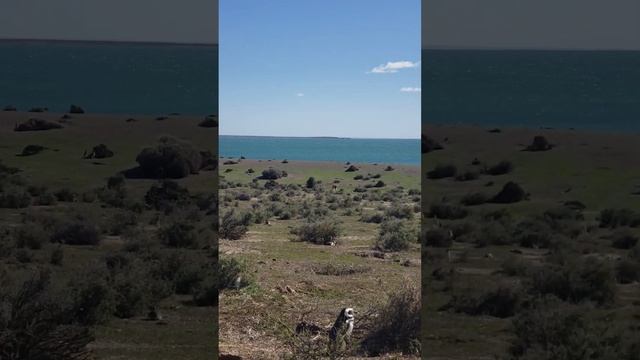 Пингвины в красивейшем месте Пунта Томбо. Аргентина. Часть 9.