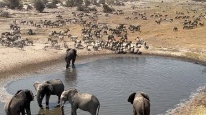 Watching the largest migration in Southern Africa from Moela Safari!