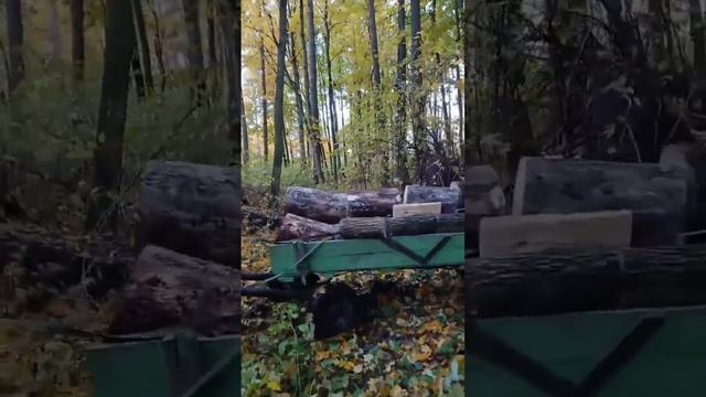Заготовка дров на лошади, открываем сезон